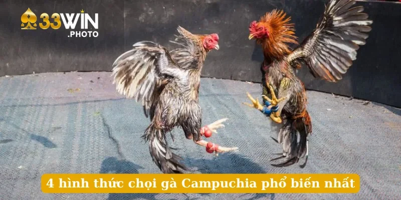 4 hình thức chọi gà Campuchia phổ biến nhất