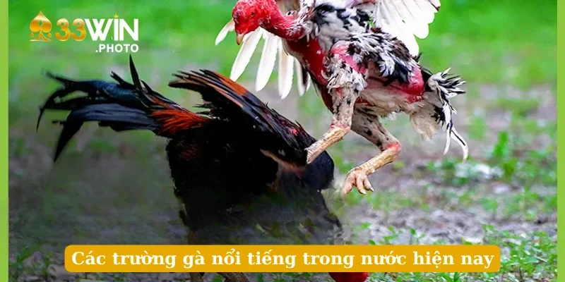 Các trường gà nổi tiếng trong nước hiện nay