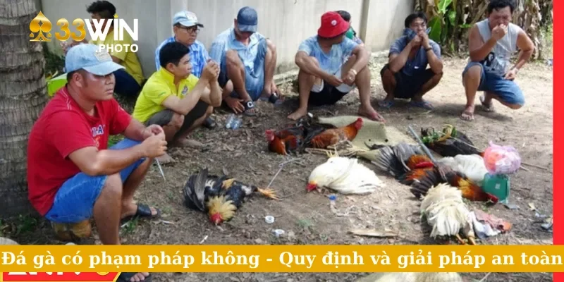 Đá Gà Có Phạm Pháp Không - Quy Định Và Giải Pháp An Toàn