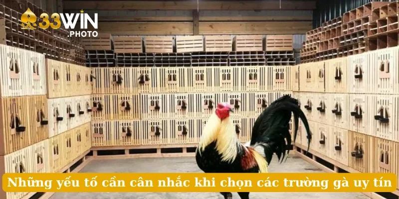 Những yếu tố cần cân nhắc khi chọn các trường gà uy tín