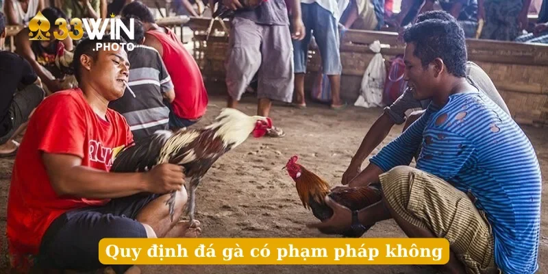 Quy định đá gà có phạm pháp không
