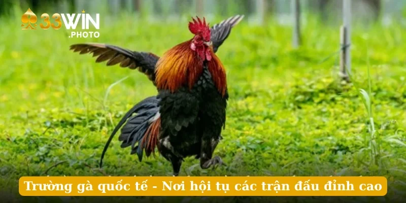 Trường gà quốc tế - Nơi hội tụ các trận đấu đỉnh cao